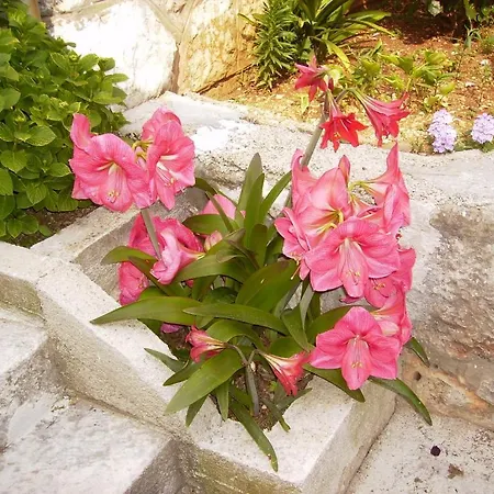 Flora * Dubrovnik