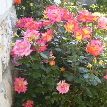 Lägenhet Flora Dubrovnik